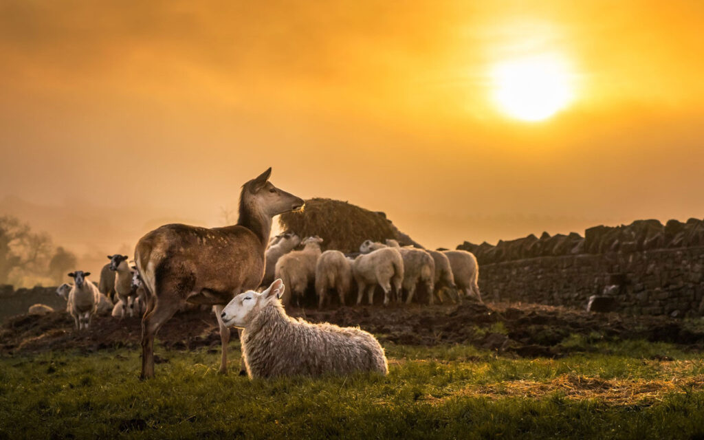 COTSWOLD FARM PARK