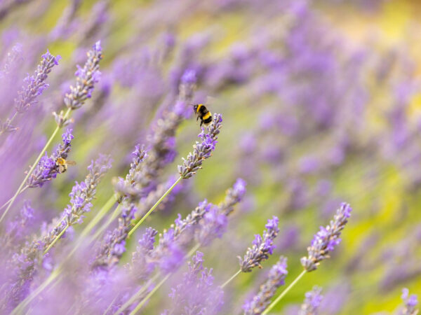 5---Lavendar