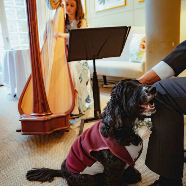 Dog-wedding